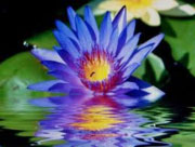 Blue-lotus