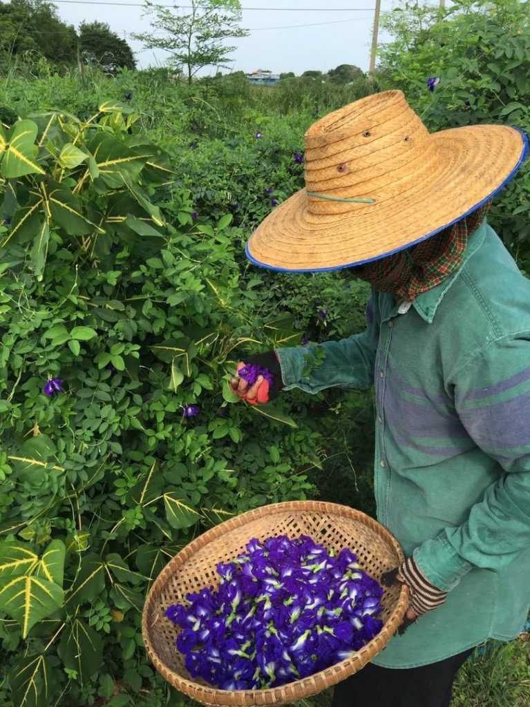 Kittelbloem harvest
